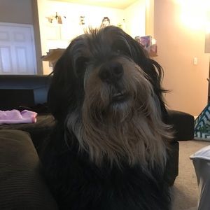 Meet your Posher, Dawn